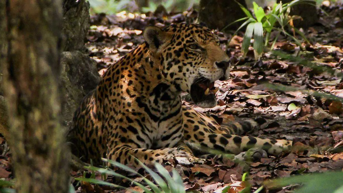 AMLO declara la región Jaguar como nueva área natural protegida en Tulum, Q. Roo